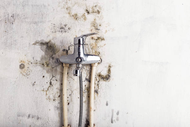 Best Mold Testing and Removal  in Sparta, IL