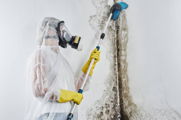 Best Mold Testing  in Sparta, IL