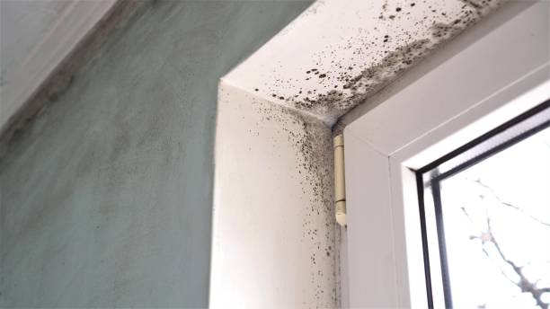 Attic Mold Removal in Sparta, IL