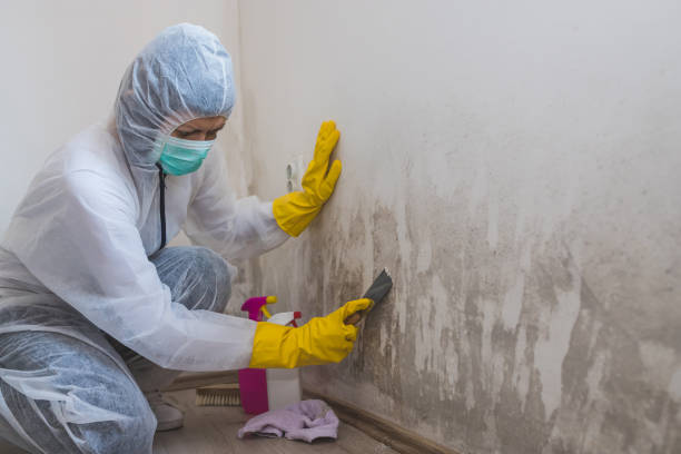 Best Commercial Mold Removal  in Sparta, IL