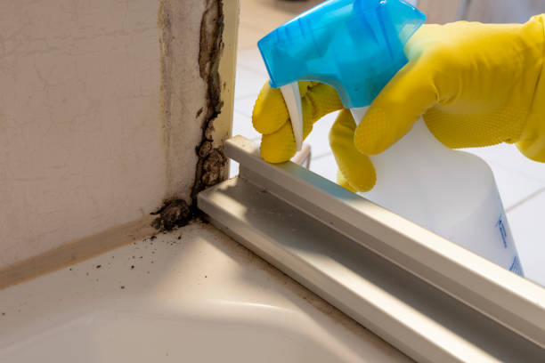 Best Affordable Mold Removal  in Sparta, IL