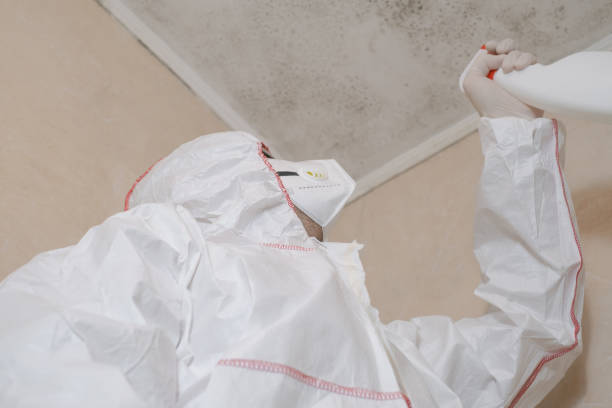 Best Home Mold Removal  in Sparta, IL