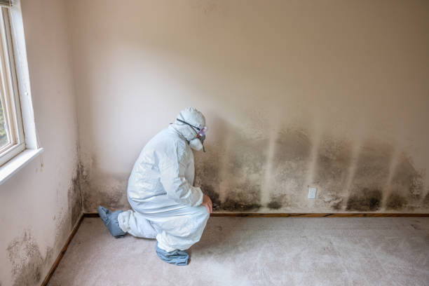 Best Emergency Mold Removal  in Sparta, IL