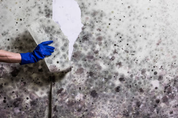 Best Affordable Mold Removal  in Sparta, IL