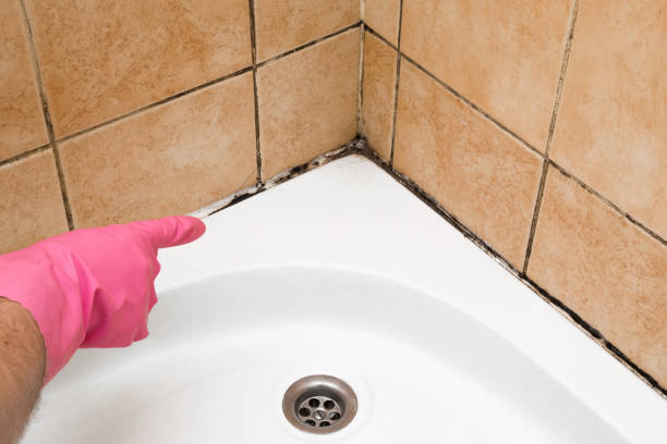 Best Same-Day Mold Removal  in Sparta, IL